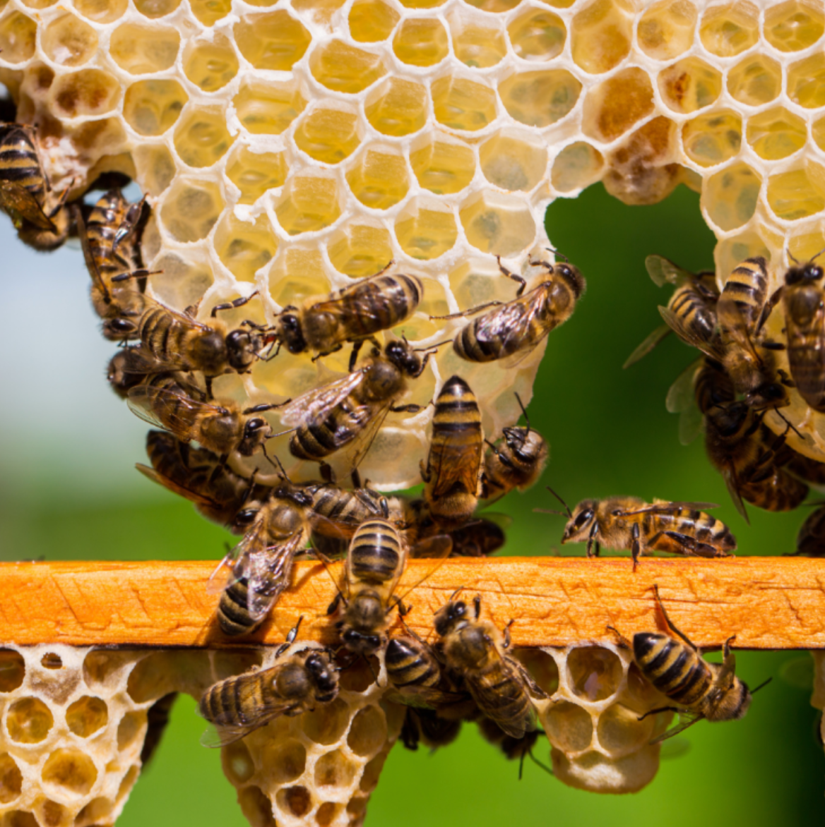 Visit a Beehive, do Workshop and Honey Tasting near Covilhã