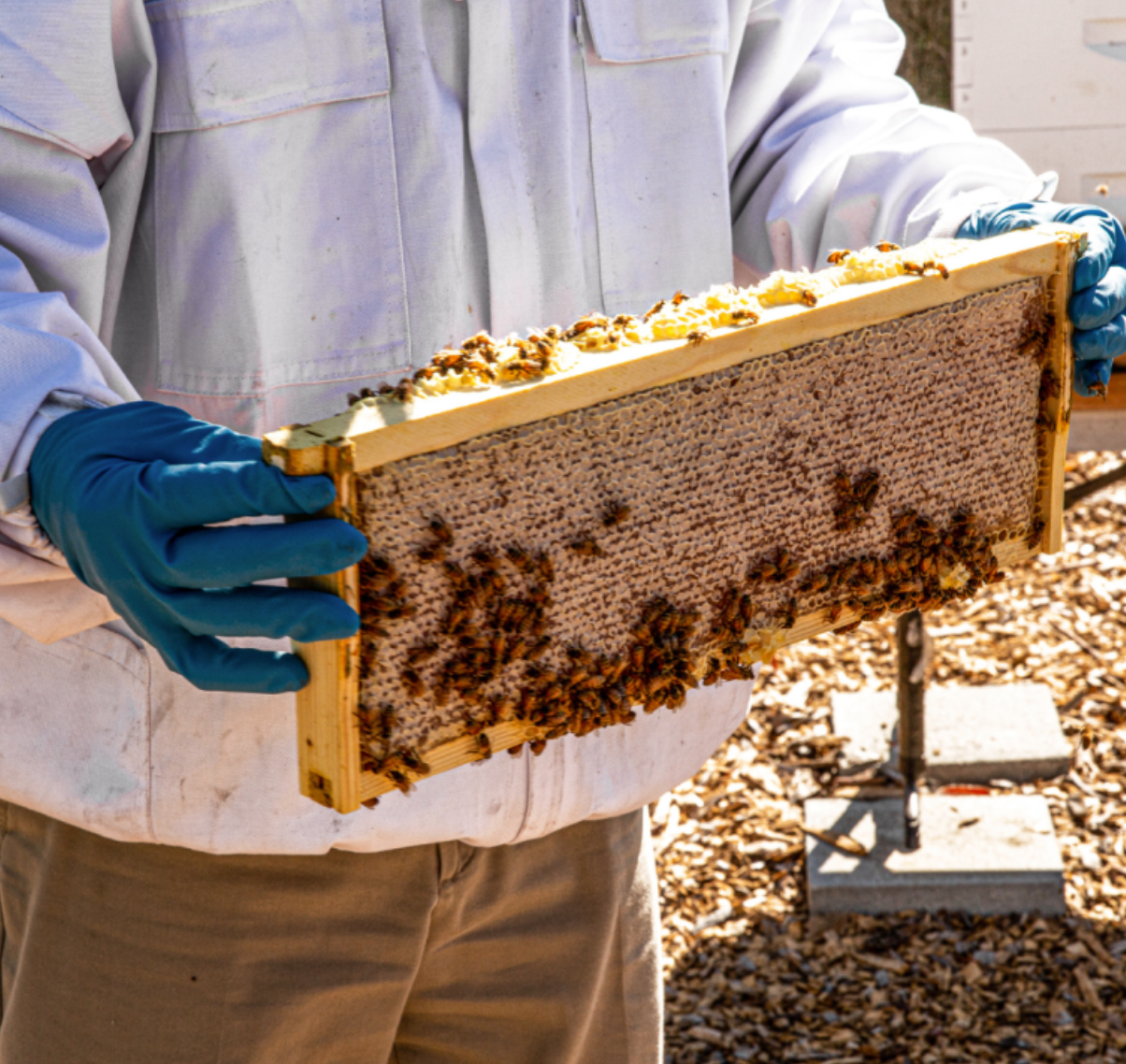 Visit a Beehive, do Workshop and Honey Tasting near Covilhã