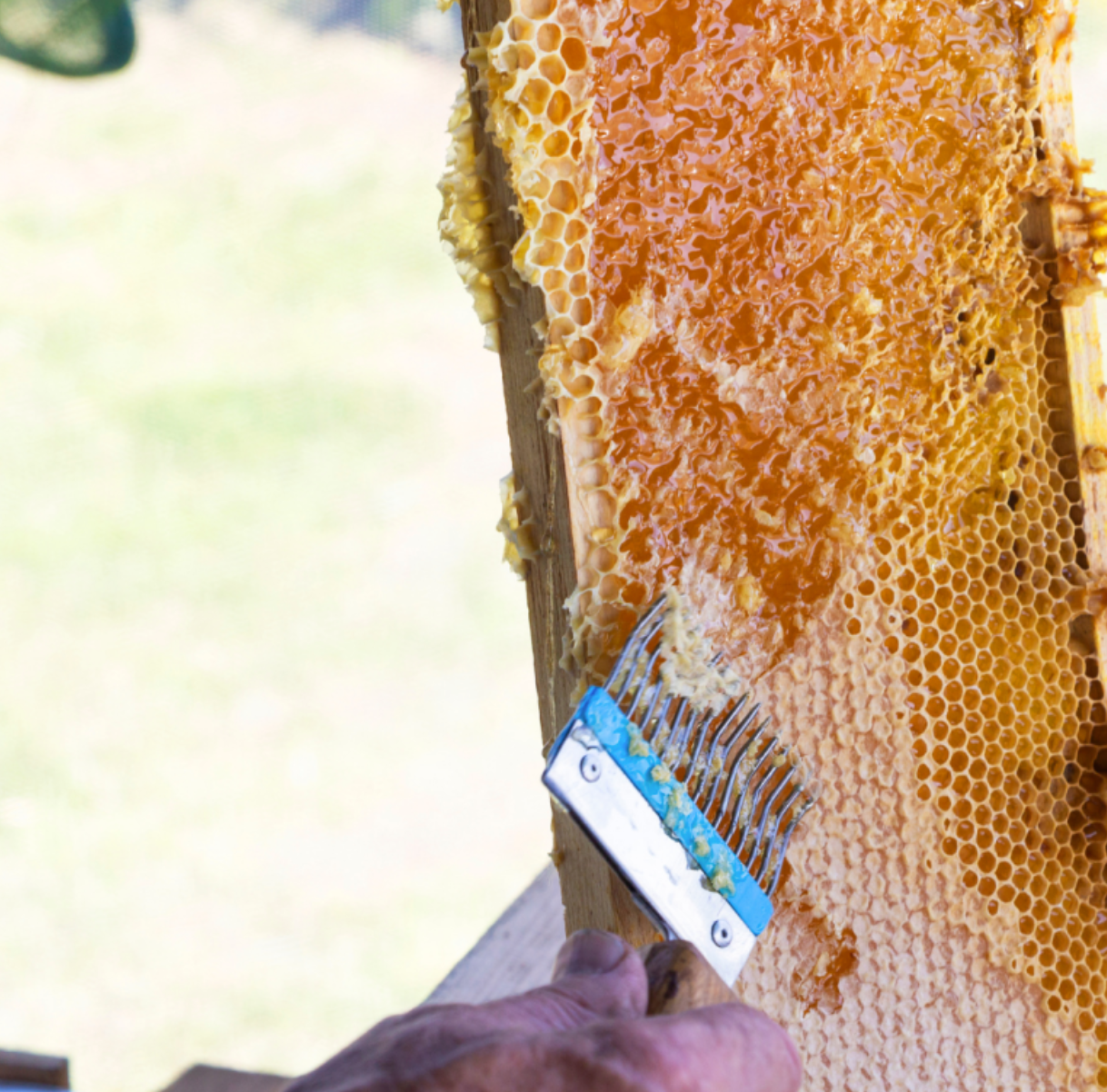 Visit a Beehive, do Workshop and Honey Tasting near Covilhã
