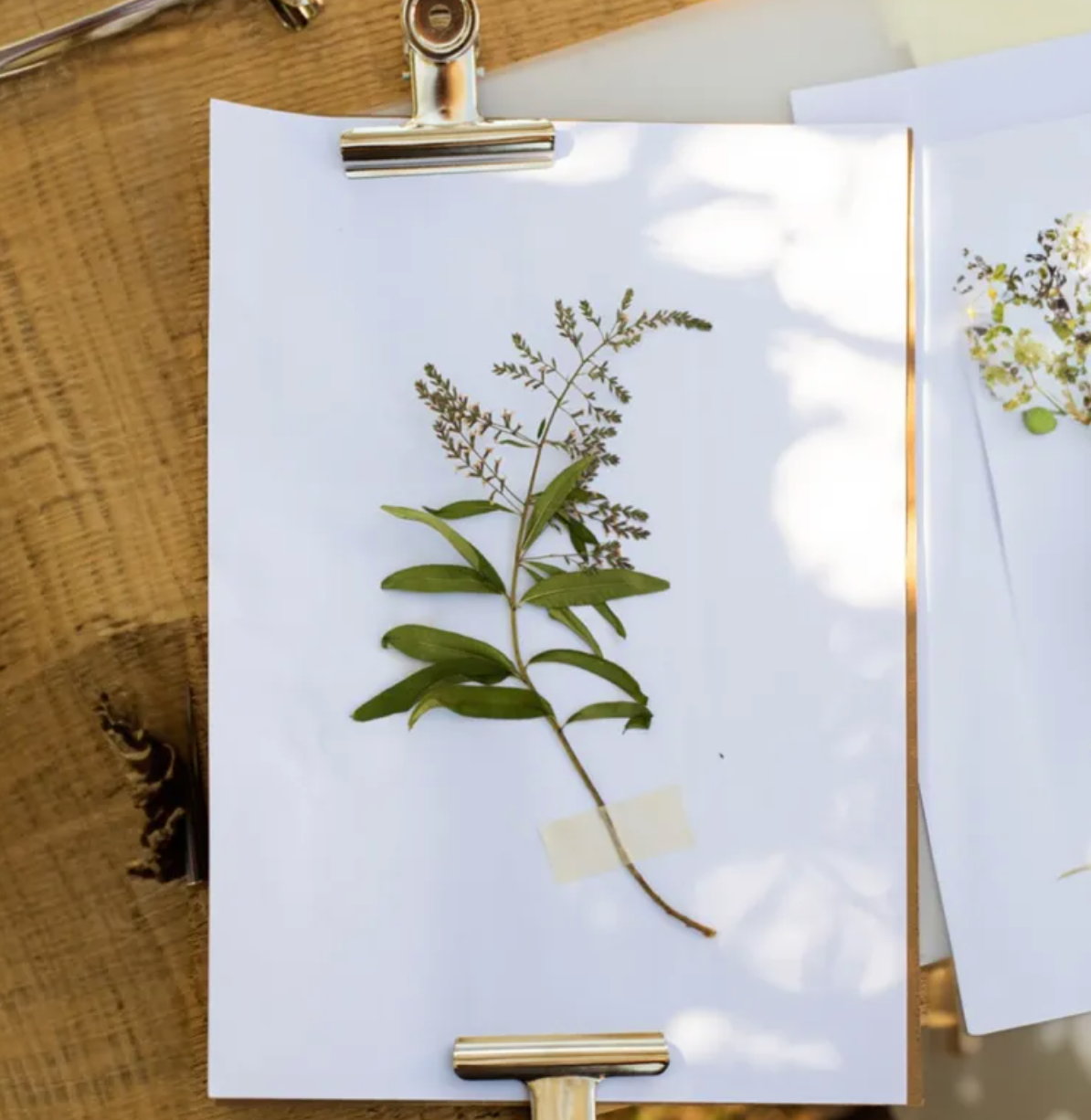 Herbarium Illustration Workshop and Lunch in Évora