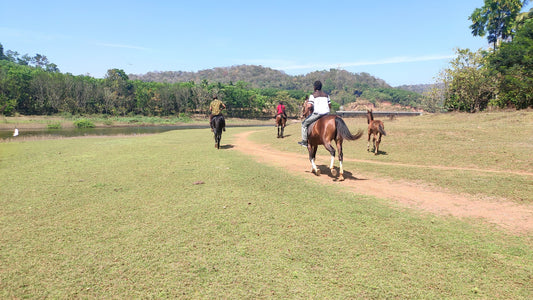 Kerala: 2.5-hour Magnificent Horse Riding Experience