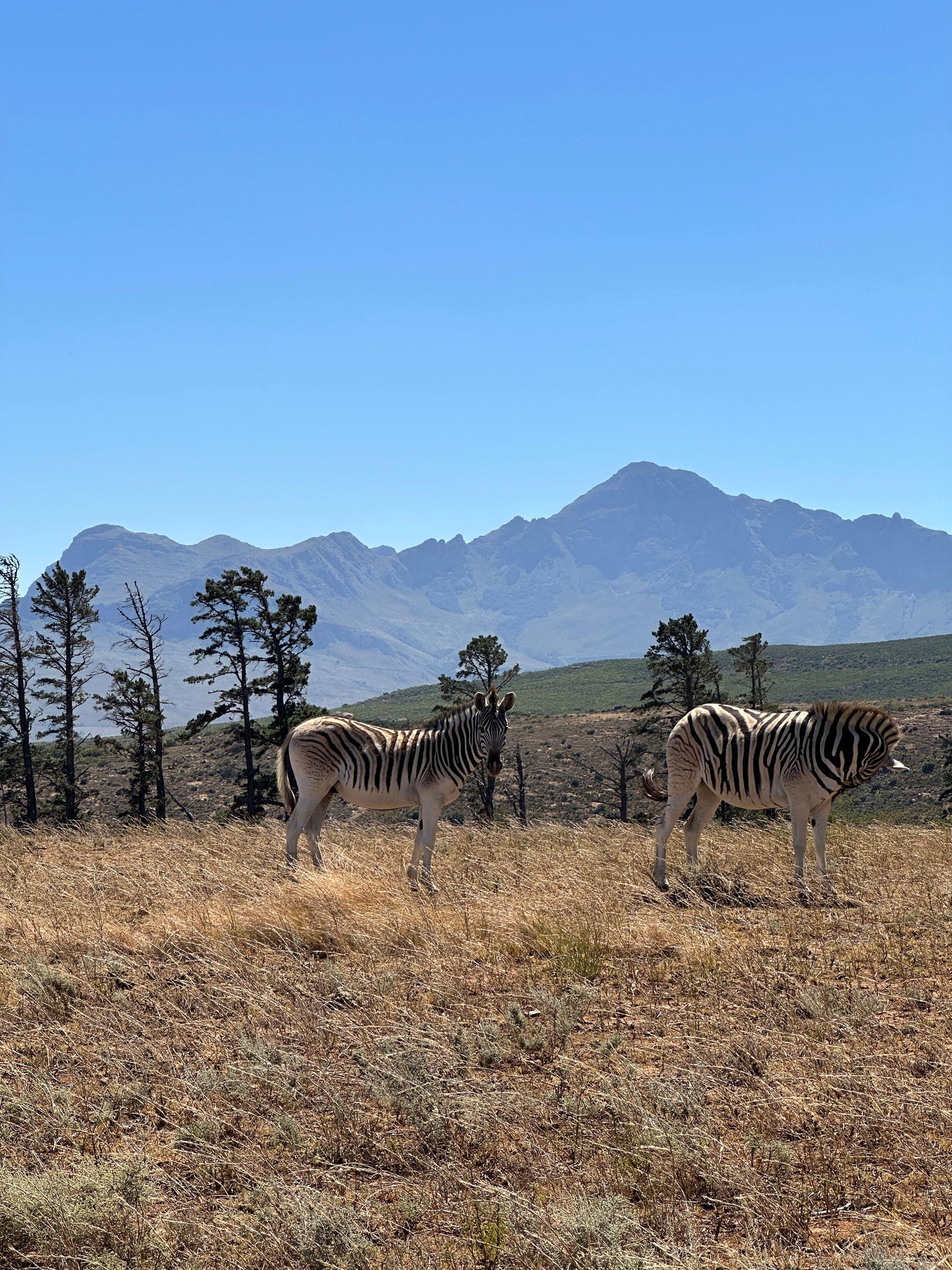 Cape Town: Gourmet Safari & Three-Course Feast