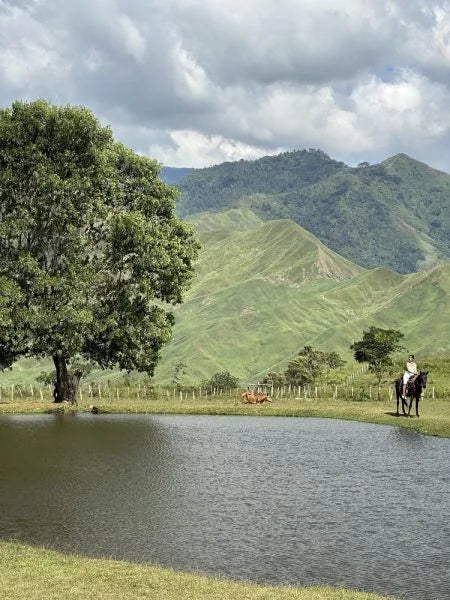 Bukidnon: A Dream of Rolling Hills Horseback Ride + Pick-up Available