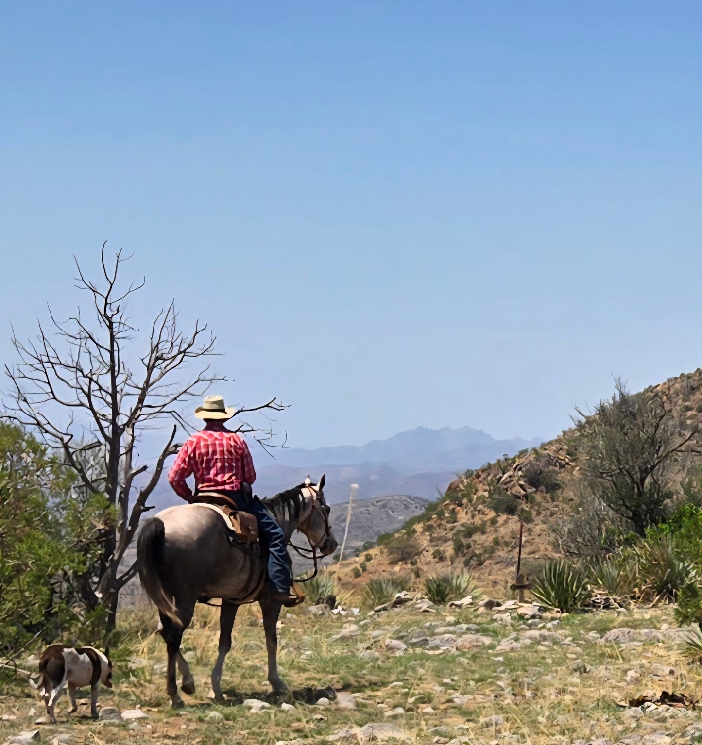 Elgin: The Adrenaline Horseback Ride + Pick-up Available