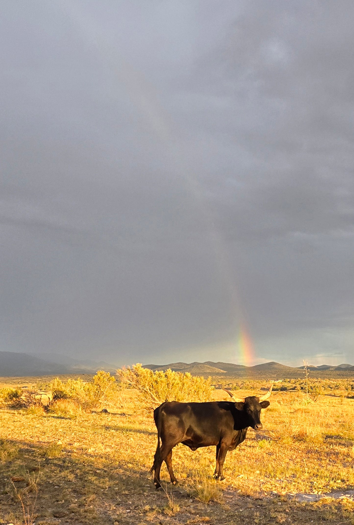 Elgin: Woodland Gallop Horseback Ride + Pick-up Available