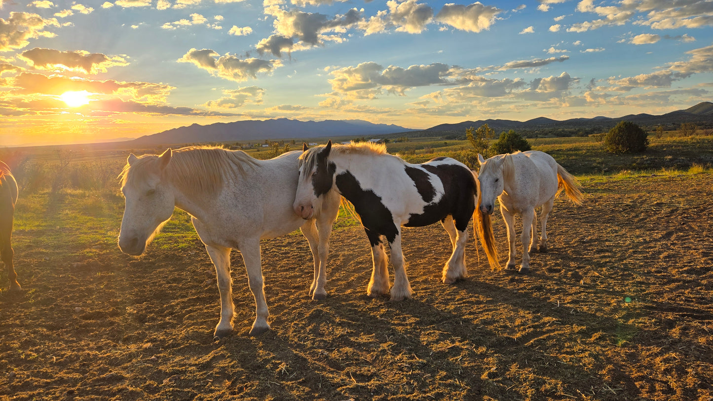 Elgin: Peak Horse Ride Trail Adventure + Pick-up Available
