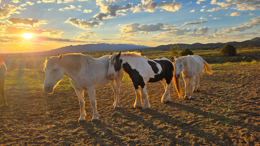Elgin: Peak Horse Ride Trail Adventure + Pick-up Available
