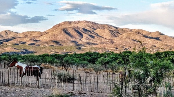 Elgin: Ridge Horseback Trail Ride Explorer + Pick-up Available