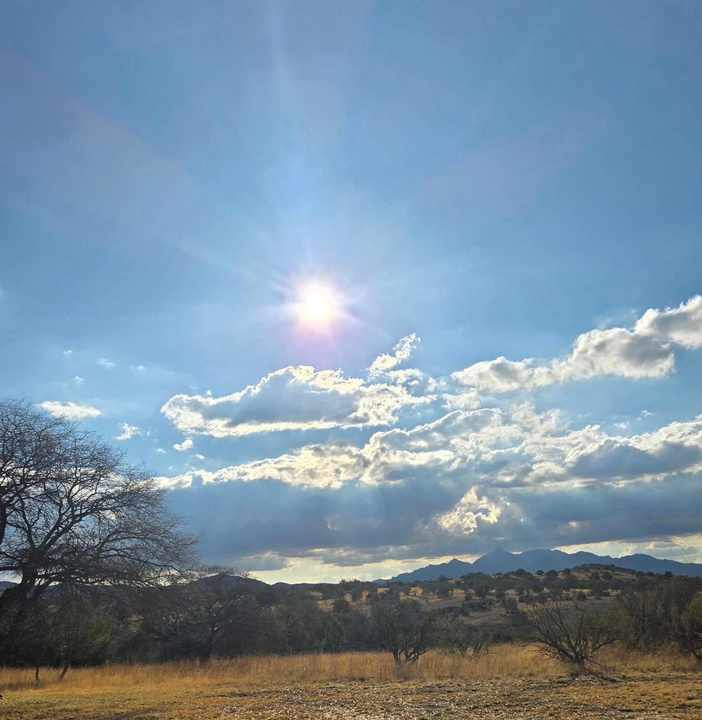 Elgin: Woodland Gallop Horseback Ride + Pick-up Available