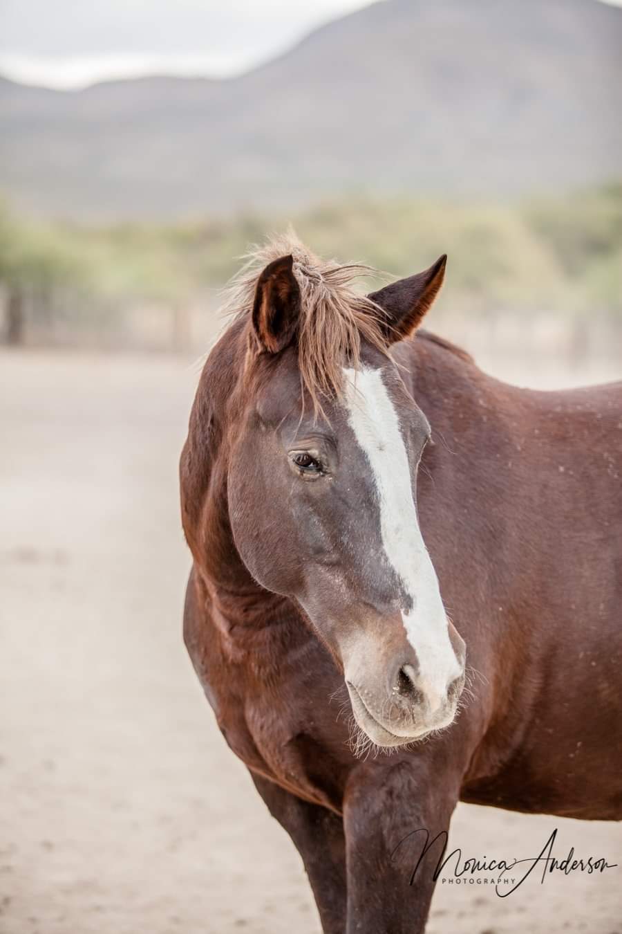 Elgin: Ridge Horseback Trail Ride Explorer + Pick-up Available