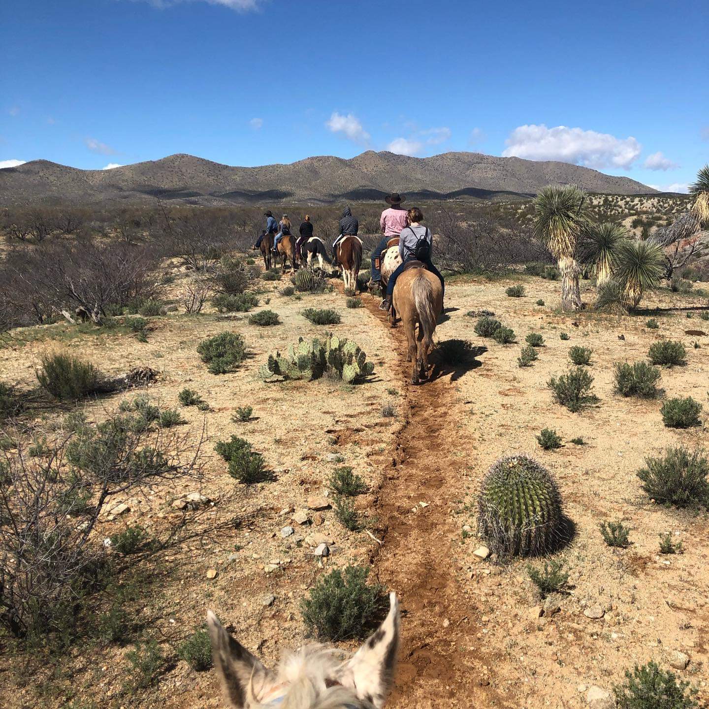 Elgin: Full-Day Horseback Ride Trek Journey + Lunch + Pick-up Available