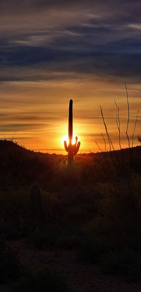 Elgin: Full-Day Horseback Ride Trek Journey + Lunch + Pick-up Available