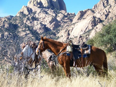 Elgin: The Adrenaline Horseback Ride + Pick-up Available