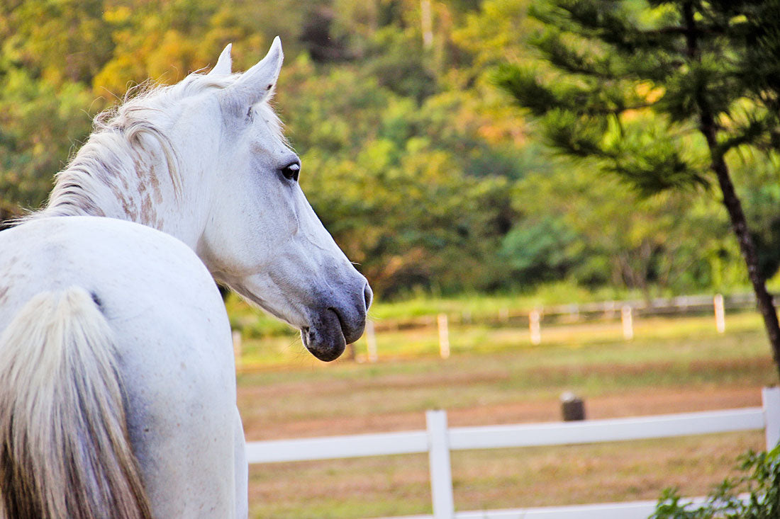 Pampanga: The High Noon Trail Horseback Ride + Pick-up Available