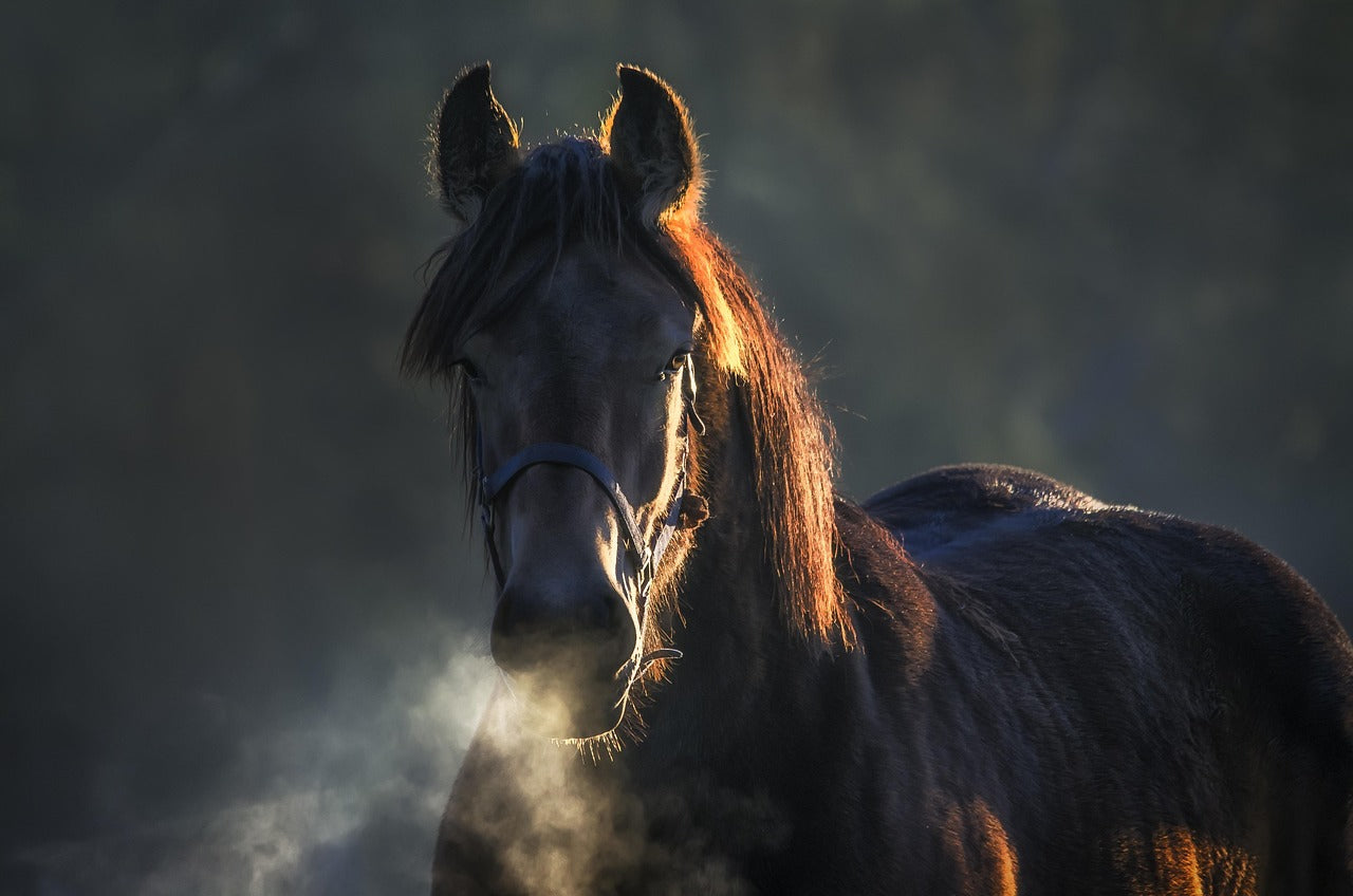 Balestrate, Sicily: 1-Hour Peaceful Horse Ride for Beginners