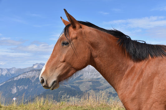 Borjomi, Georgia: 1-Hour Horse Riding Tour