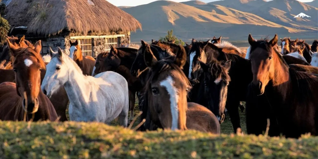 Quito: Highland Horseback Ride + Hot Drinks + Optional Lunch + Pick-up & Drop-off