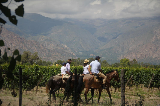 New South Wales: 1-Hour Vineyard and Bush Horse Ride - Beginner-friendly