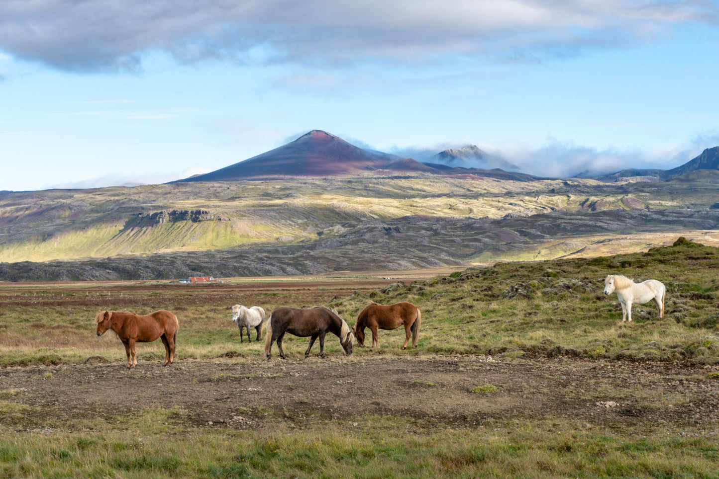 Reykjavik: Horseback Riding into Lava Field + Hot Drinks + Pick-Up & Drop-Off