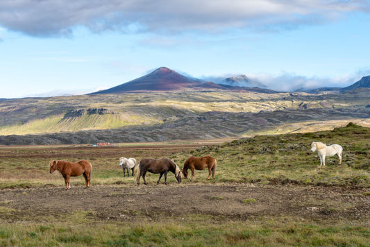 Reykjavik: Horseback Riding into Lava Field + Hot Drinks + Pick-Up & Drop-Off