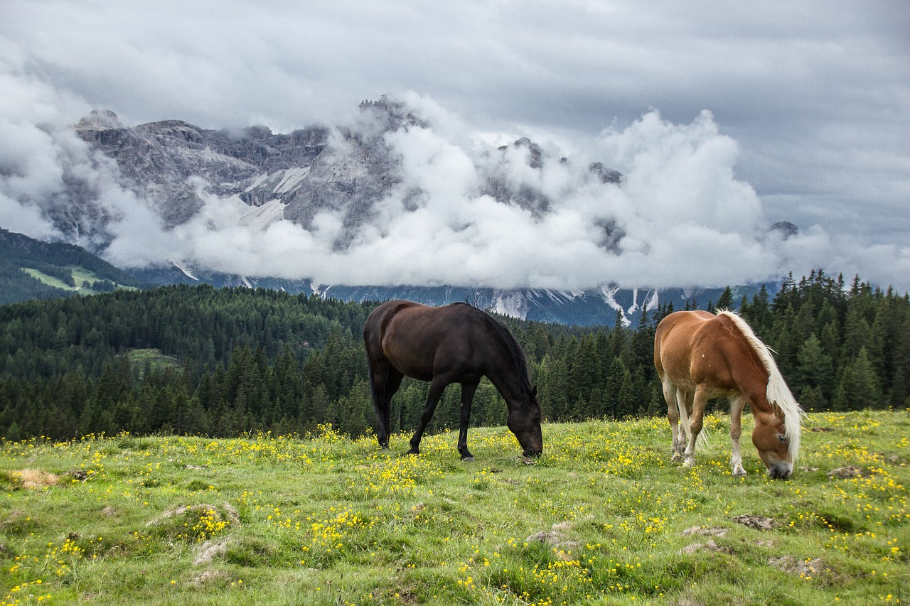 Borjomi, Georgia: 1-Hour Horse Riding Tour
