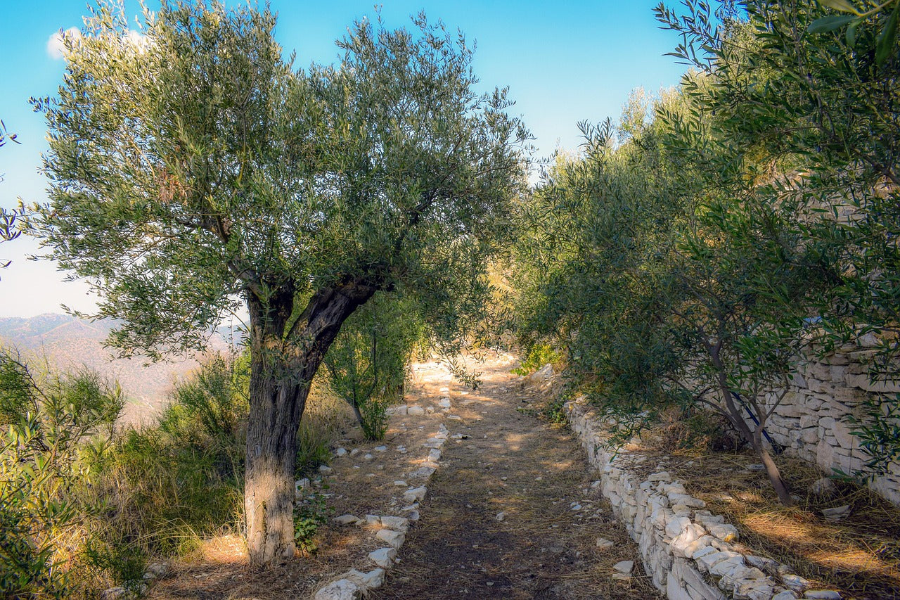 Málaga, Spain: 6-Hour Horseback Adventure with Picnic