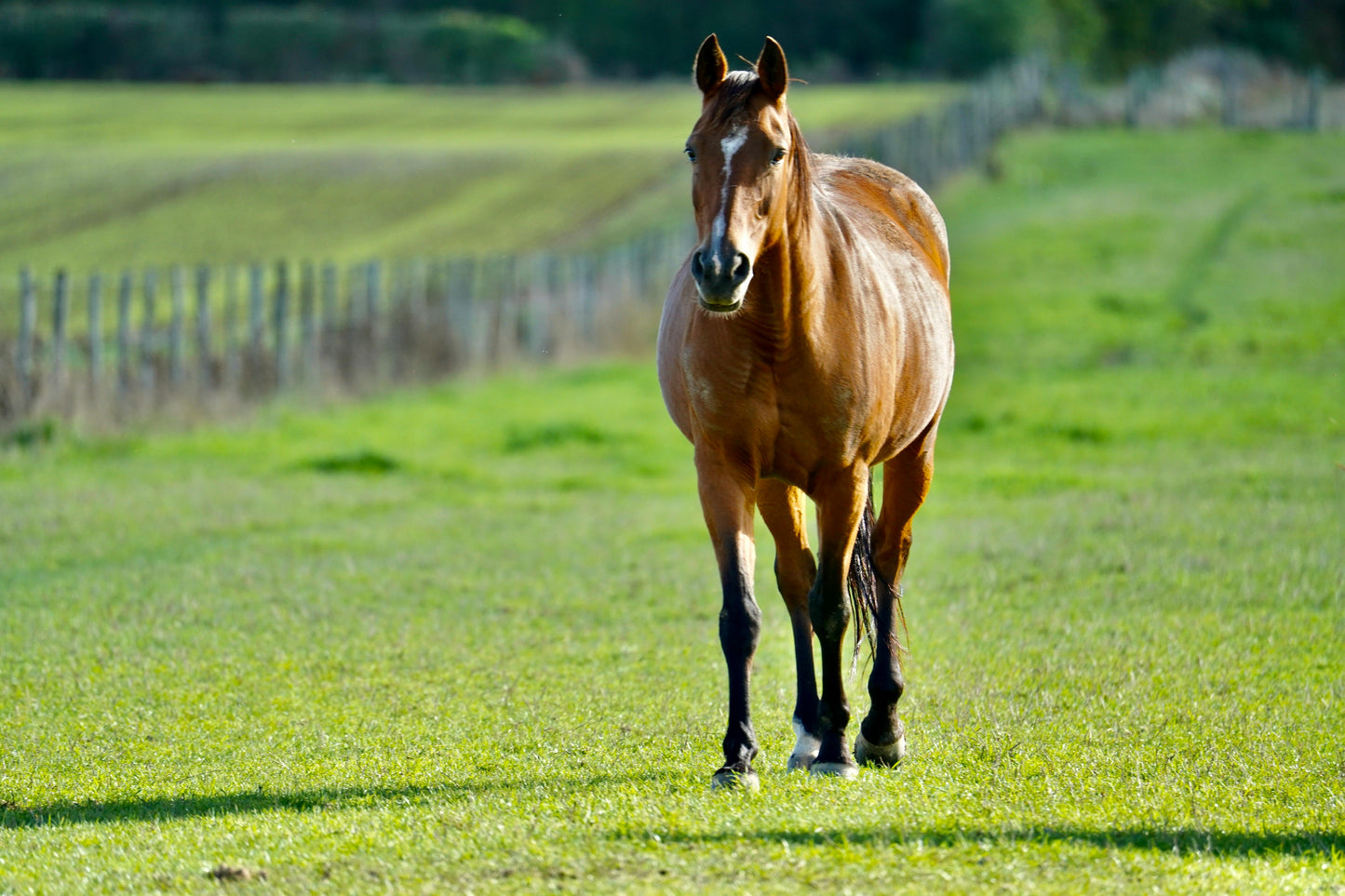 Svansele, Sweden: Scenic Water Meadow Horseback Experience