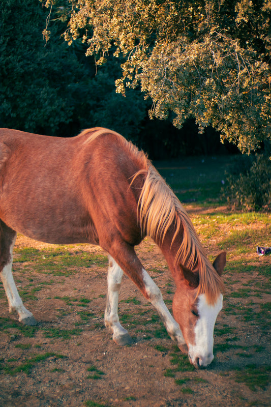 Victoria, Australia: Winery Trail Ride + Pizza + Wine Tasting