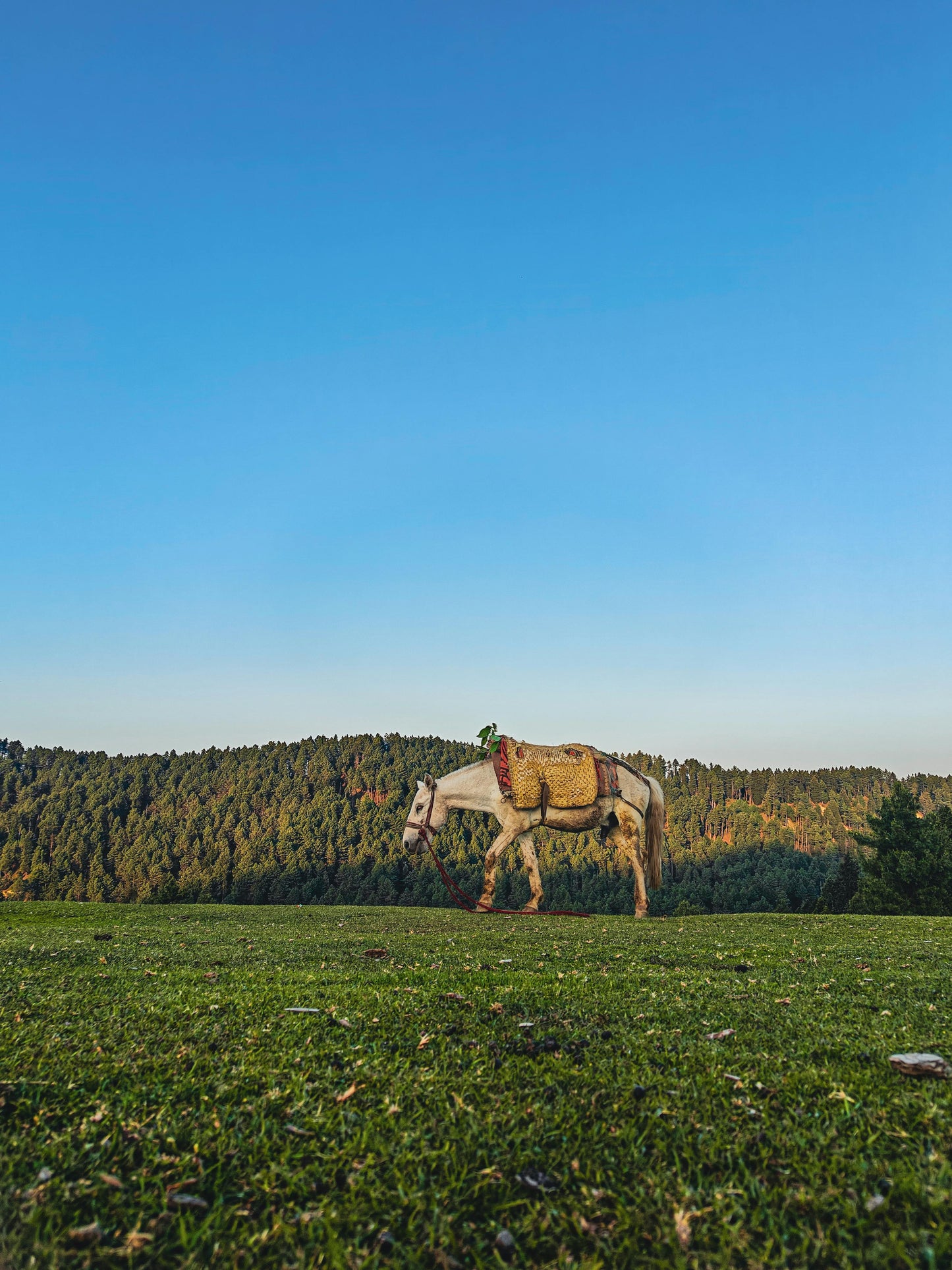 Tbilisi, Georgia: Half-Day Trialeti Ridge Horse Riding Tour