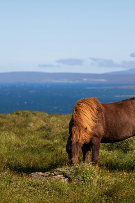 Hafnarfjörður: 2-Hour Lava Horse Riding Tour + Hot Cocoa