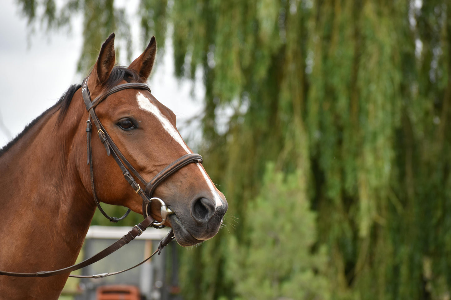 Samegrelo, Georgia: A 4-Hour Horseback Adventure