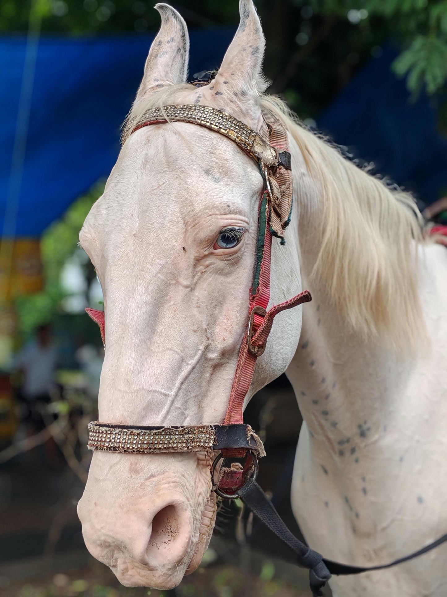Gurgaon, India: 1.5-Hour Aravali Hills Horseback Adventure
