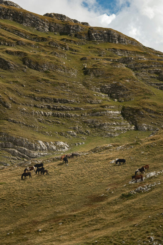 Gogasheni, Georgia: Vardzia Horse Riding Tour