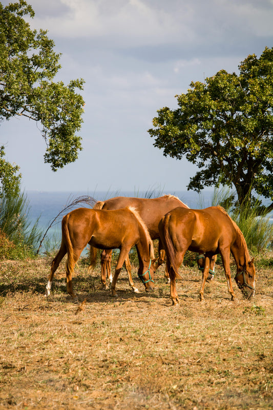 Fiji: Coastal & Mountain Horseback Escape + Picnic Lunch + Pick-Up Available