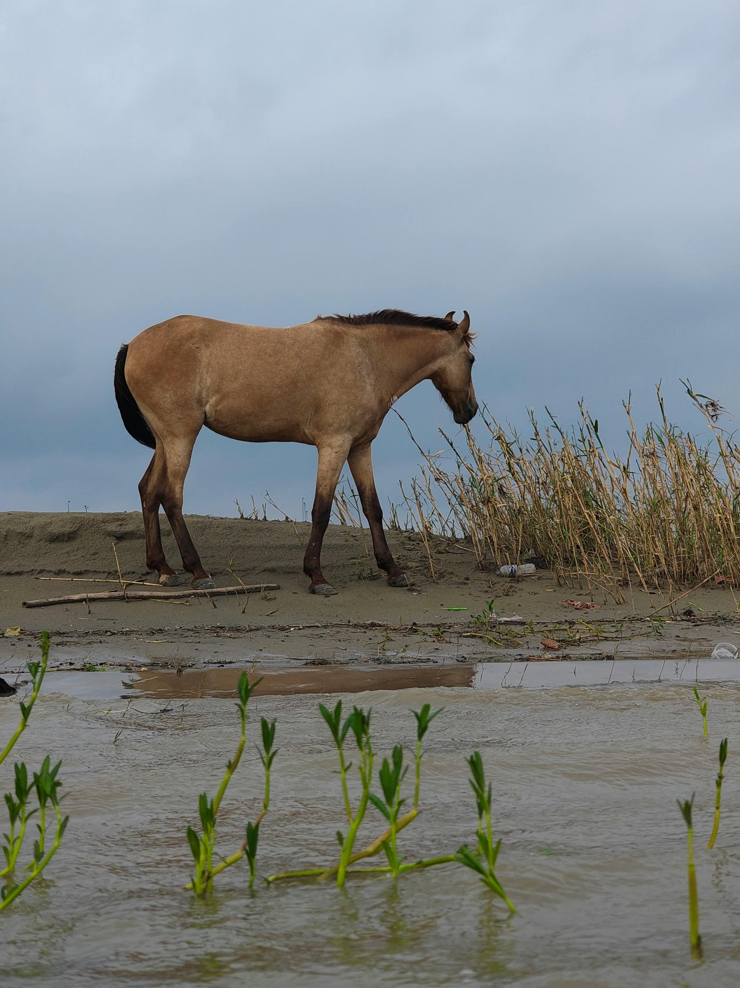 Tabanan, Bali, Indonesia: 1-Hour River Horse Ride at Kedungu