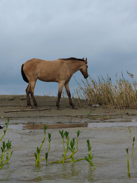 Tabanan, Bali, Indonesia: 1-Hour River Horse Ride at Kedungu