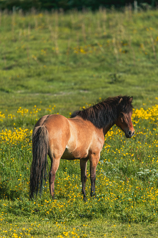 Hafnarfjörður: 50-Minute Beginner Horse Ride + Hot Cocoa