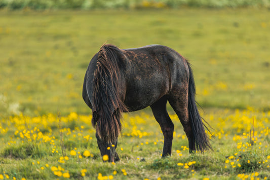 Hafnarfjörður: 3-Hour Viking Horse Back Riding Tour