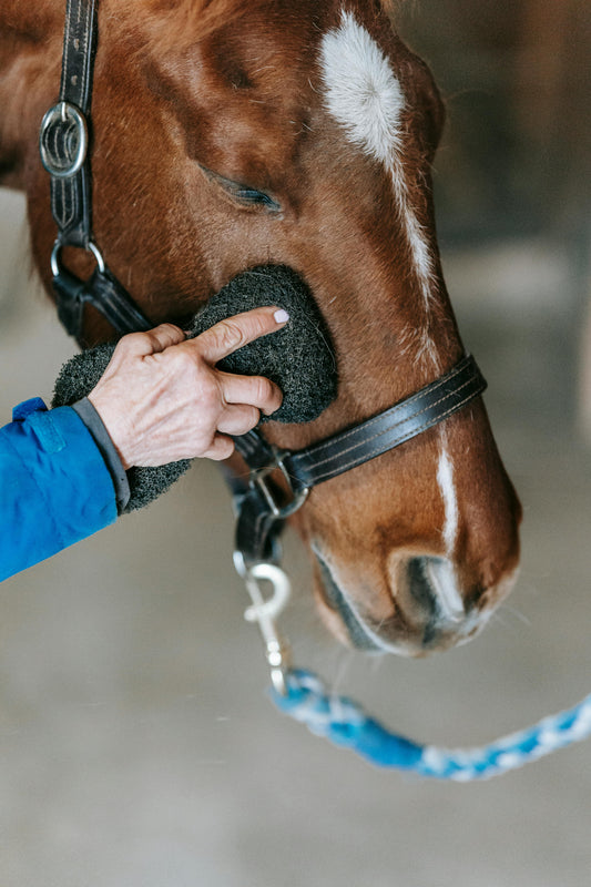 Dorst, Netherlands: An Afternoon of Elegance and Equine Connection
