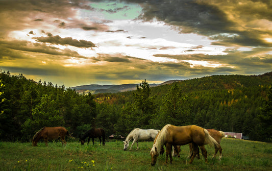 Kauai, Hawaii: 2-Hour Mahaʻulepu Horseback Tour with Ocean, Mountain & Valley Views