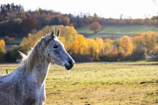 Solvang: Private Ultimate Dream Horse Ride + Pick-up Available