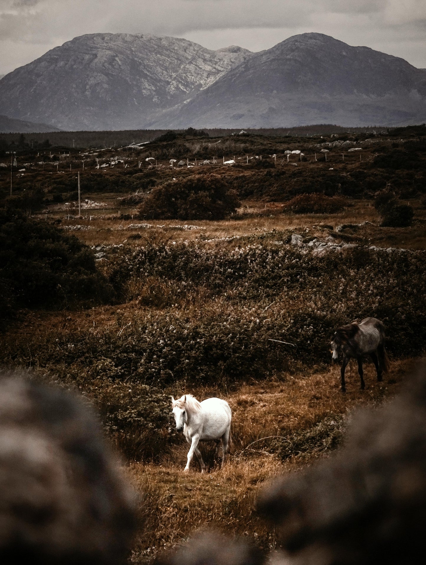 Dublin: Day Tour at Powerscourt and Glendalough through Horse Ride + Pick Up