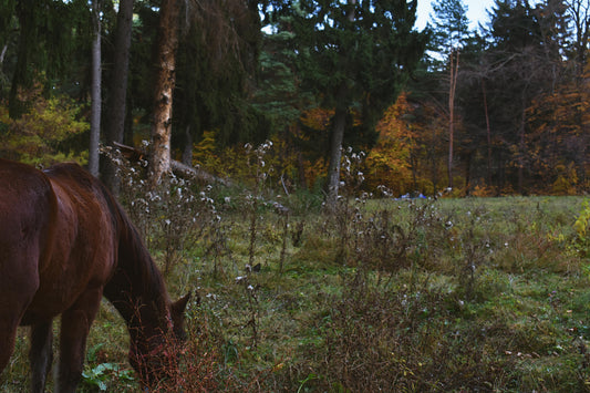 Konavle, Croatia: Horseback Trail Rides + Pick-Up Available