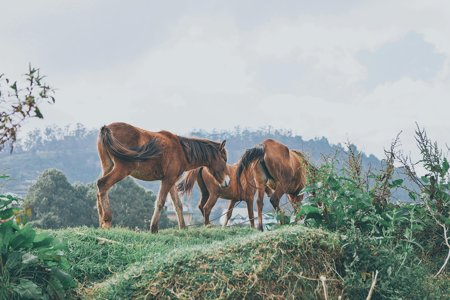 Kappalady: 1-Hour Exclusive Beach & Lagoon Horse Trek