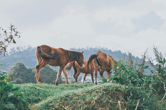 Kappalady: Quick 30-Minute Beach & Lagoon Horse Ride