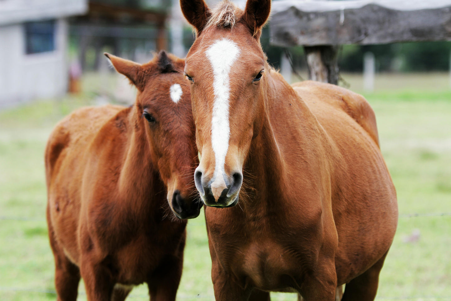 Quito, Ecuador: Cotopaxi Horseback Adventure + Lunch