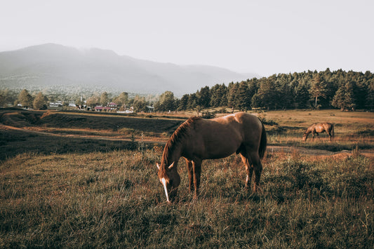 Alberta, Canada: 1-Hour Horseback Experience Along Bow River
