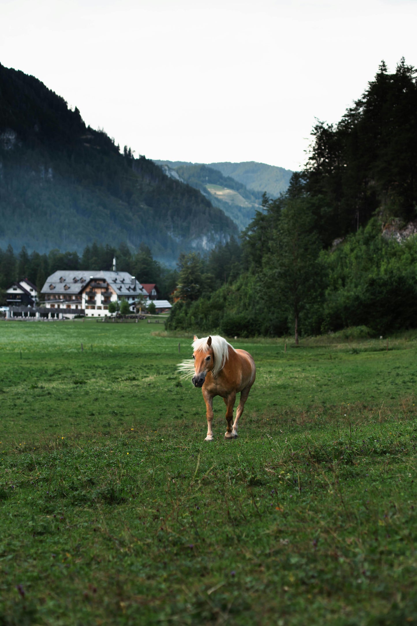 Glenorchy, New Zealand: Full-Day Backcountry Horse Trek