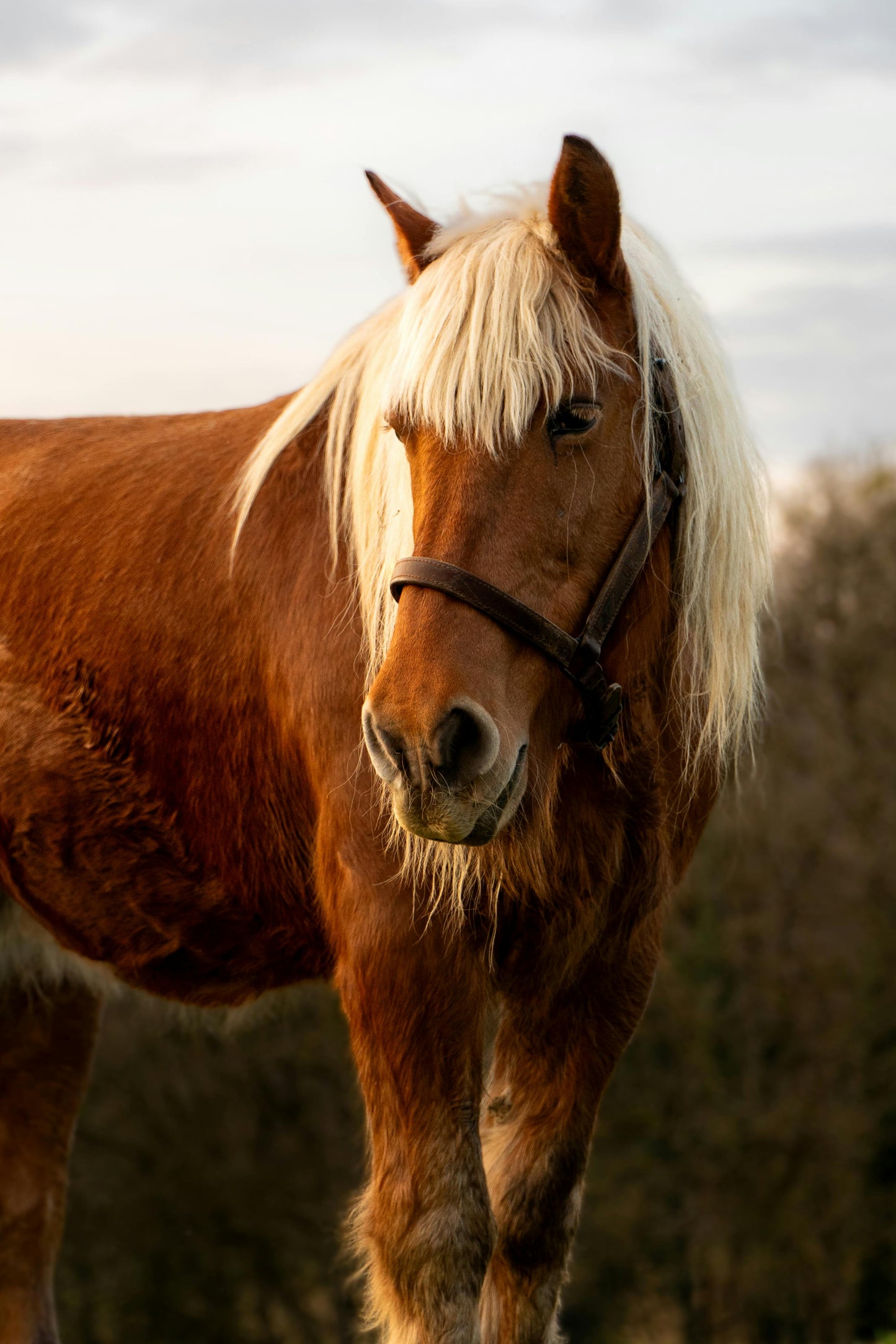 Santiago: Private Horseback Ride to Volcanoes + Lunch + Wine Tasting + Hotel Pick-up