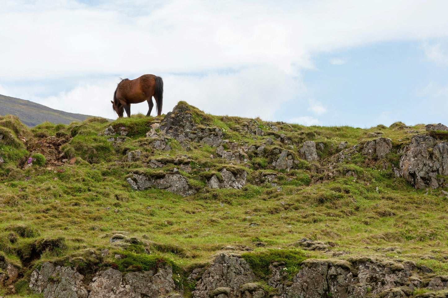 Hafnarfjörður: 50-Minute Beginner Horse Ride + Hot Cocoa